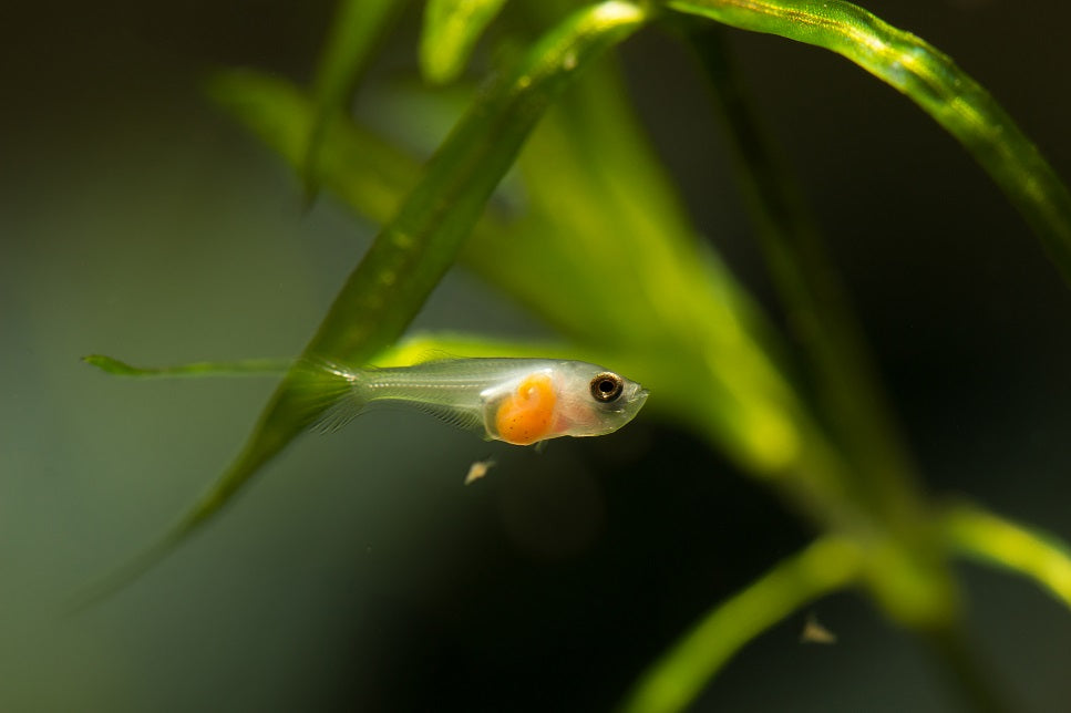 Larvenfutter von Bern Aqua - für einen optimalen Start Ihrer Fische