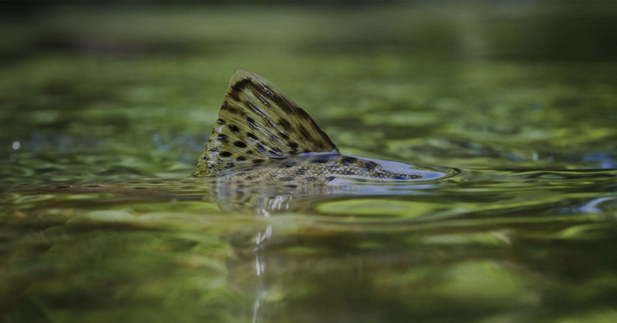Alles-Fisch