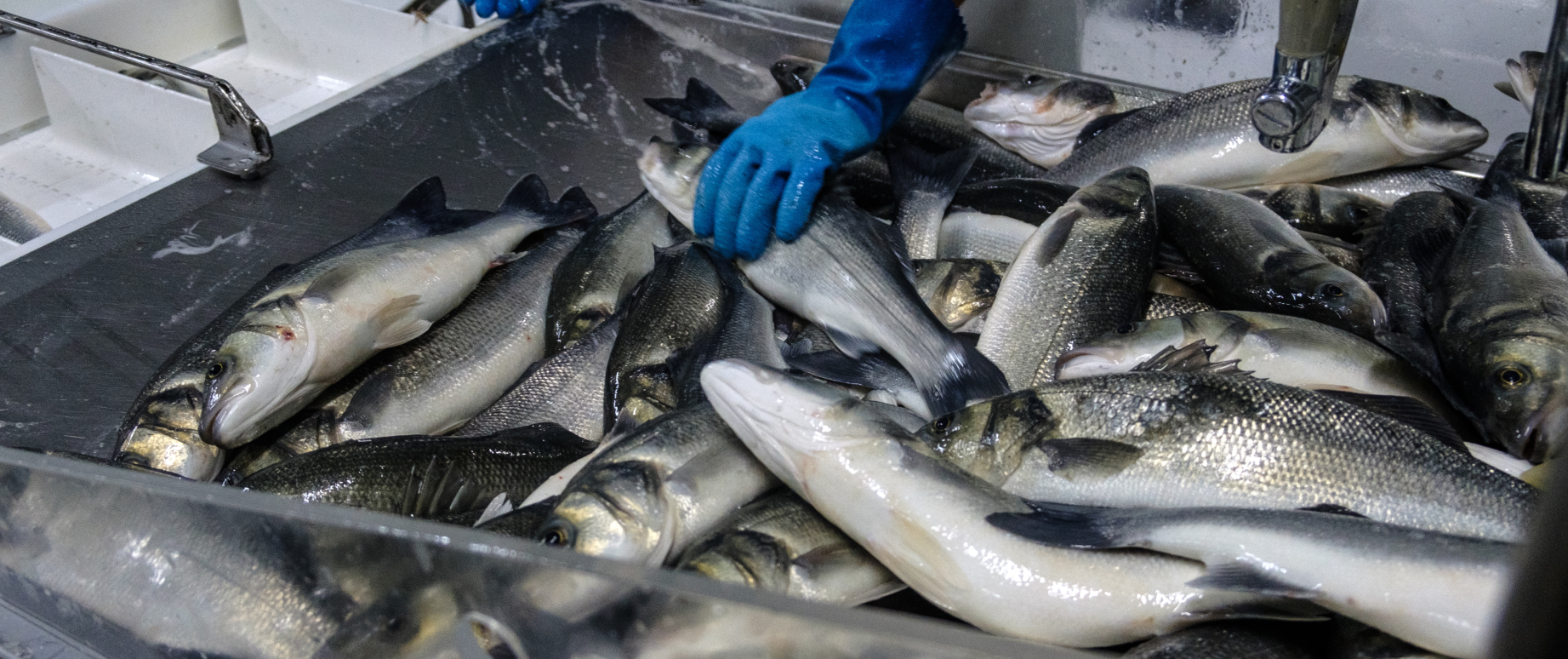 Alles-Fisch