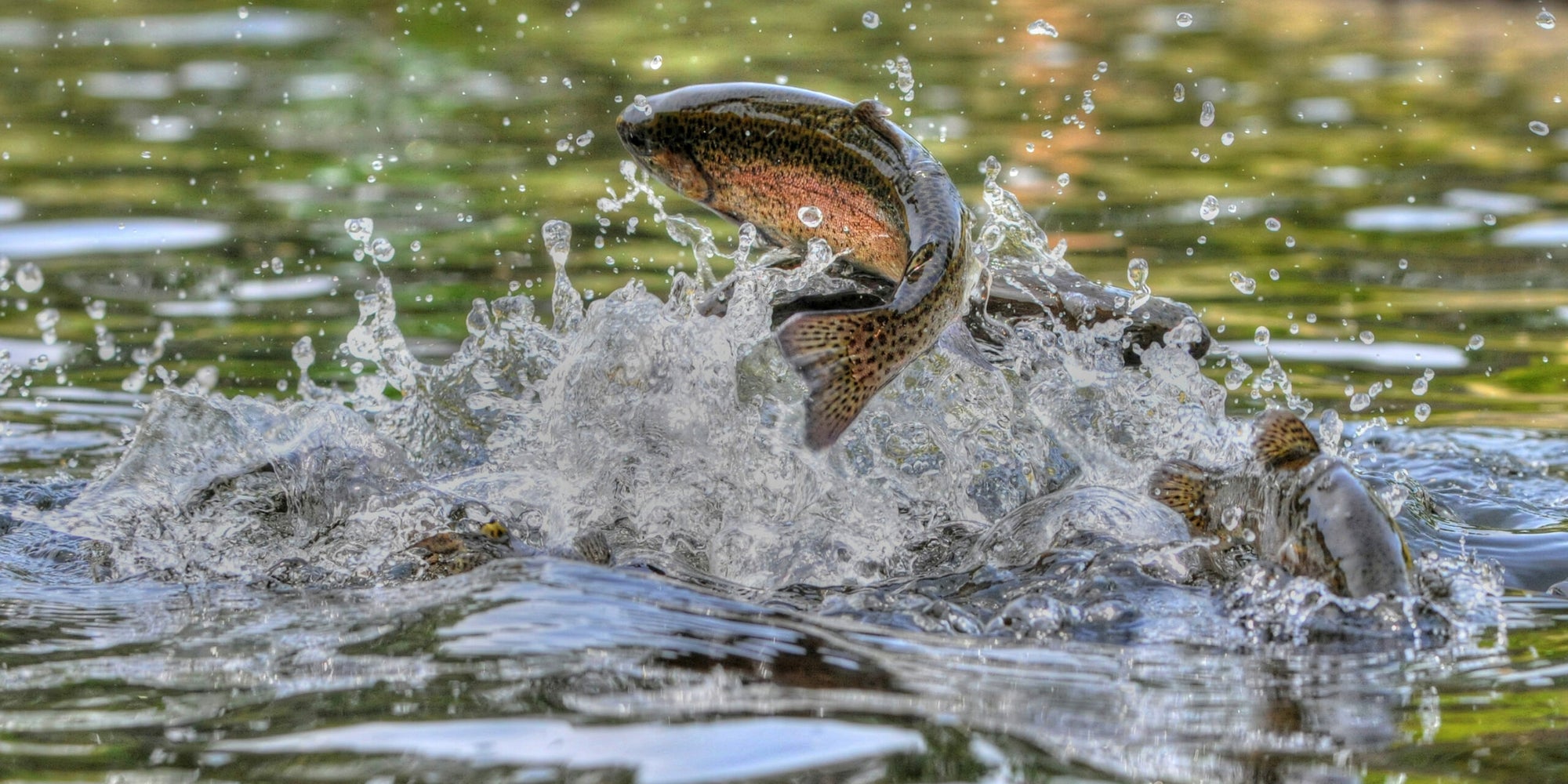 Alles-Fisch