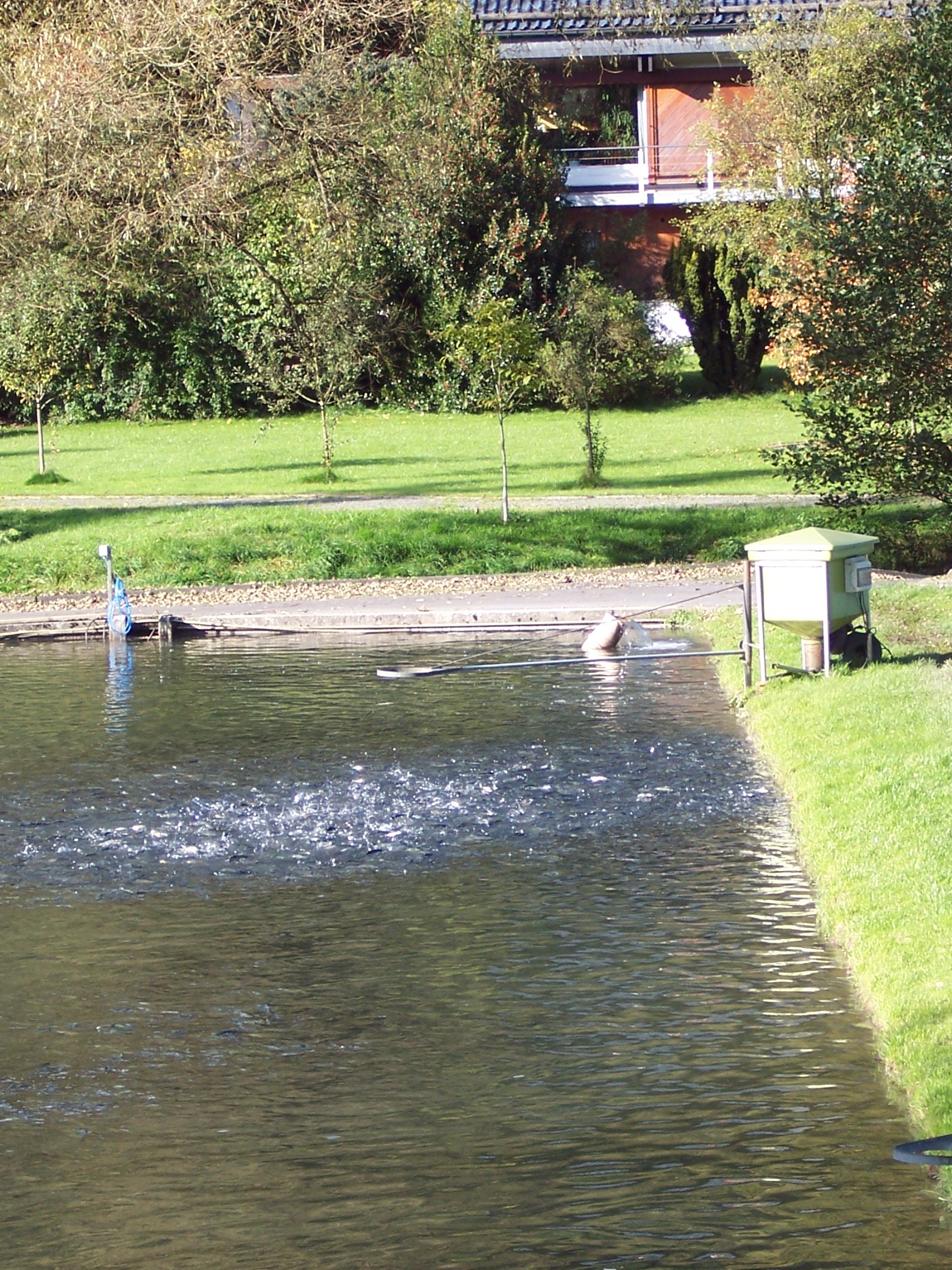 Profi Futterstreuer - Alles-Fisch