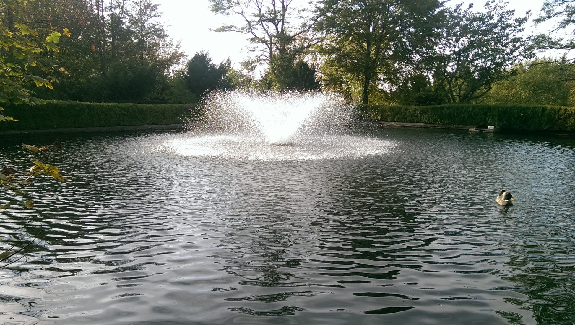 Aqua Tauchpilz mit Springbrunnenauswurf - Alles-Fisch